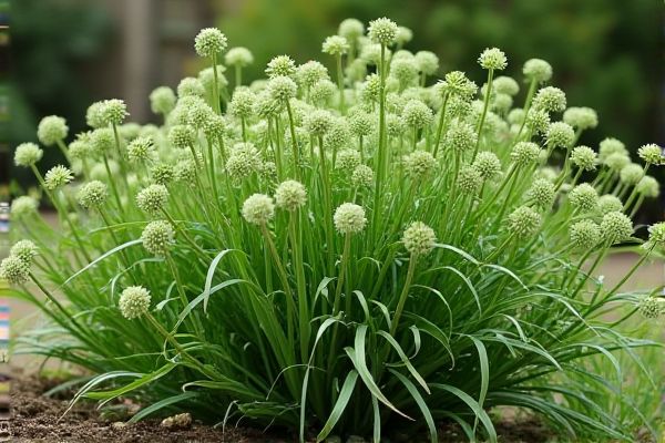 Growing Fennel in Texas Backyard Gardens for Fresh Culinary Herbs