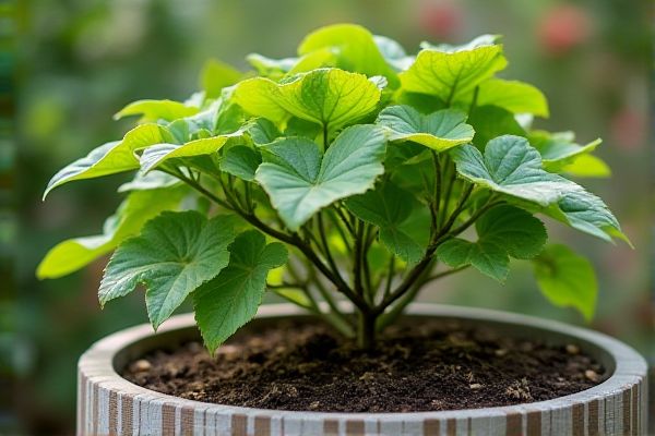 Growing Mulberry Trees in Large Container Pots for Abundant Fruit and Elegant Foliage