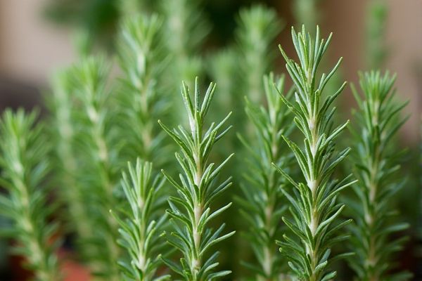 Grow Fragrant Rosemary in Vertical Gardens for Space-Saving Culinary Delight