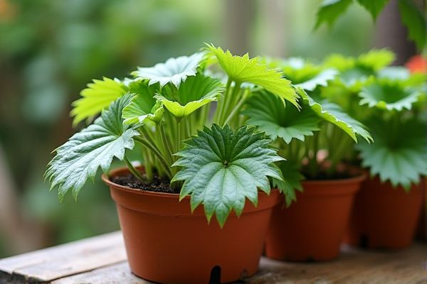 Growing Vibrant Spider Plants in Terracotta Strawberry Pots for Stylish Indoor Greenery
